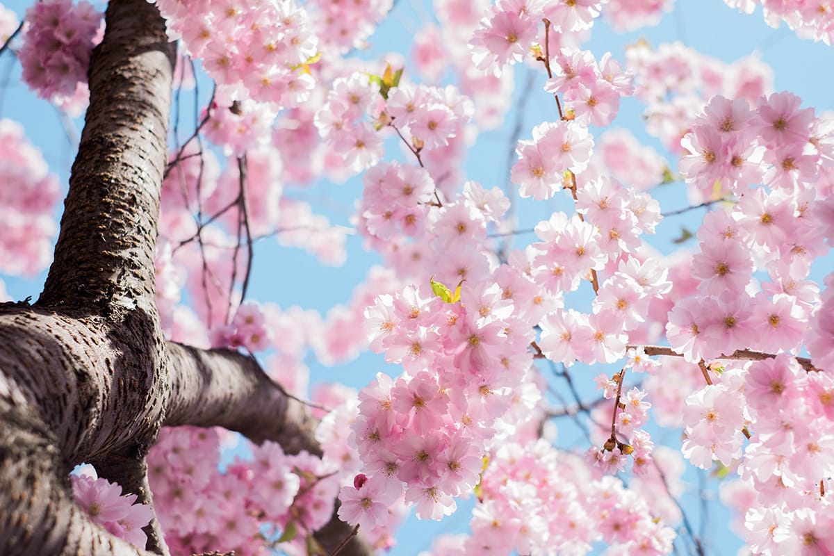 “The Cherry Blossom Tree” by Miriam Colleran