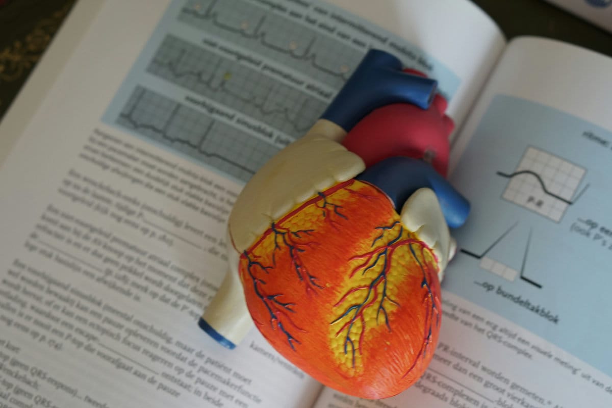 Plastic heart model on a textbook