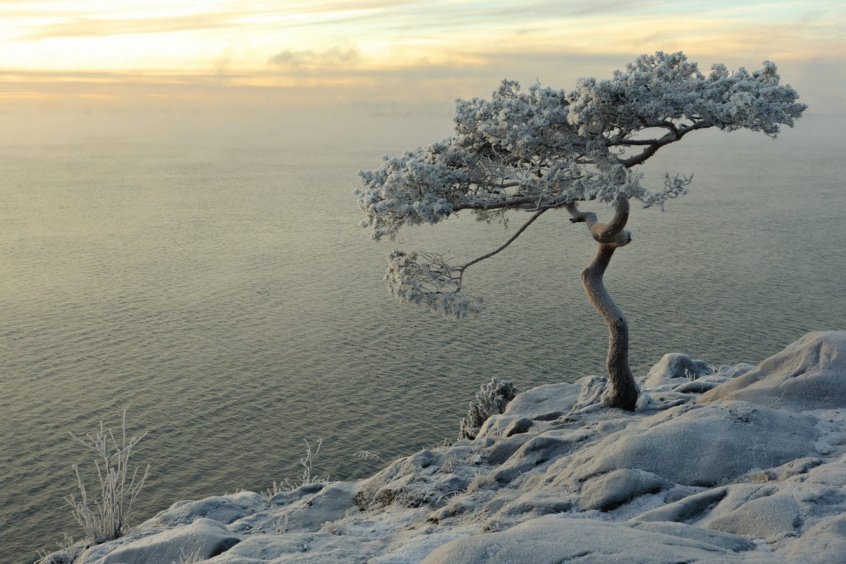 Tree on Snowy Mountain