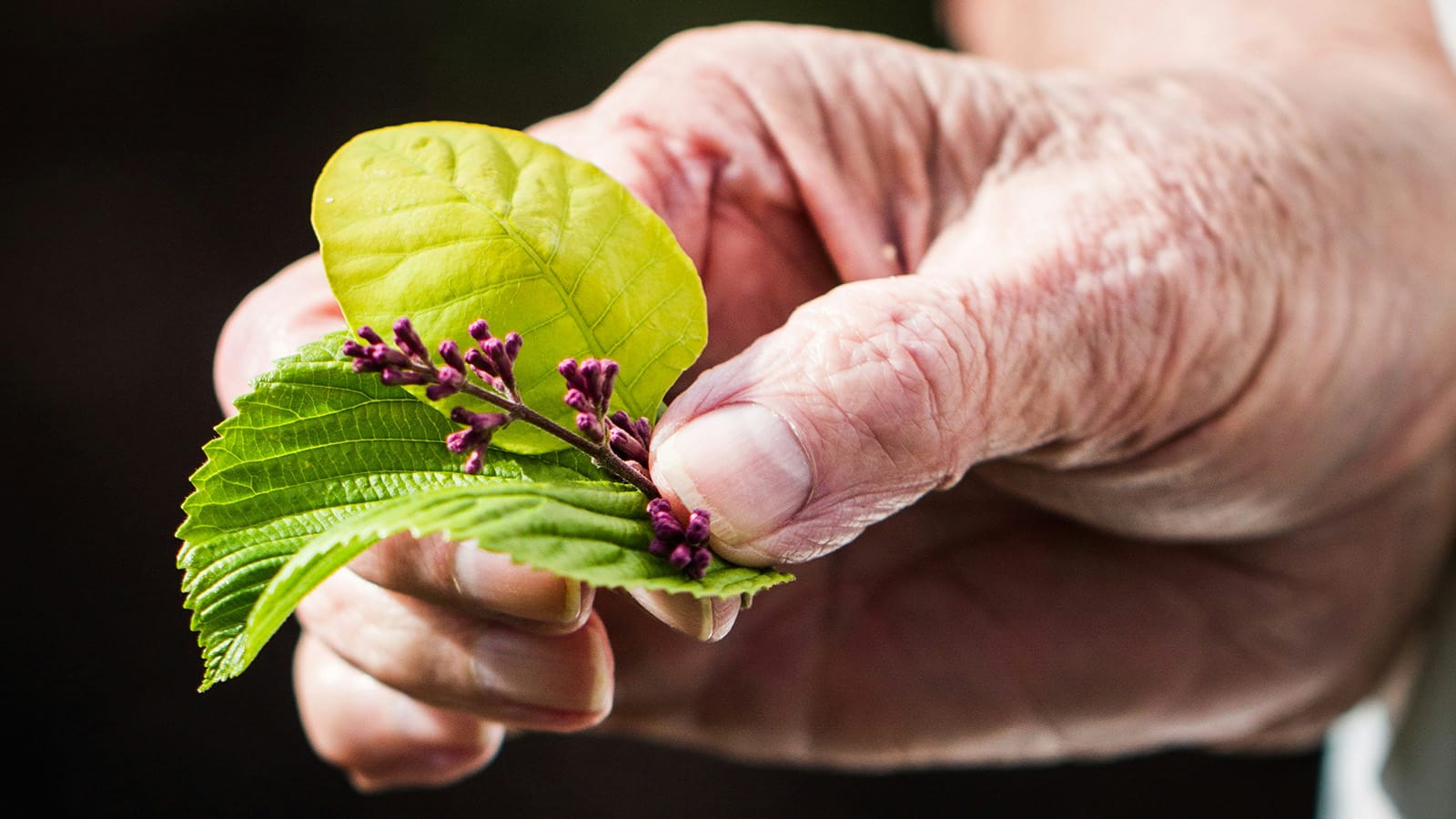 Lisa Mitchell on Reimagining the Story of Aging